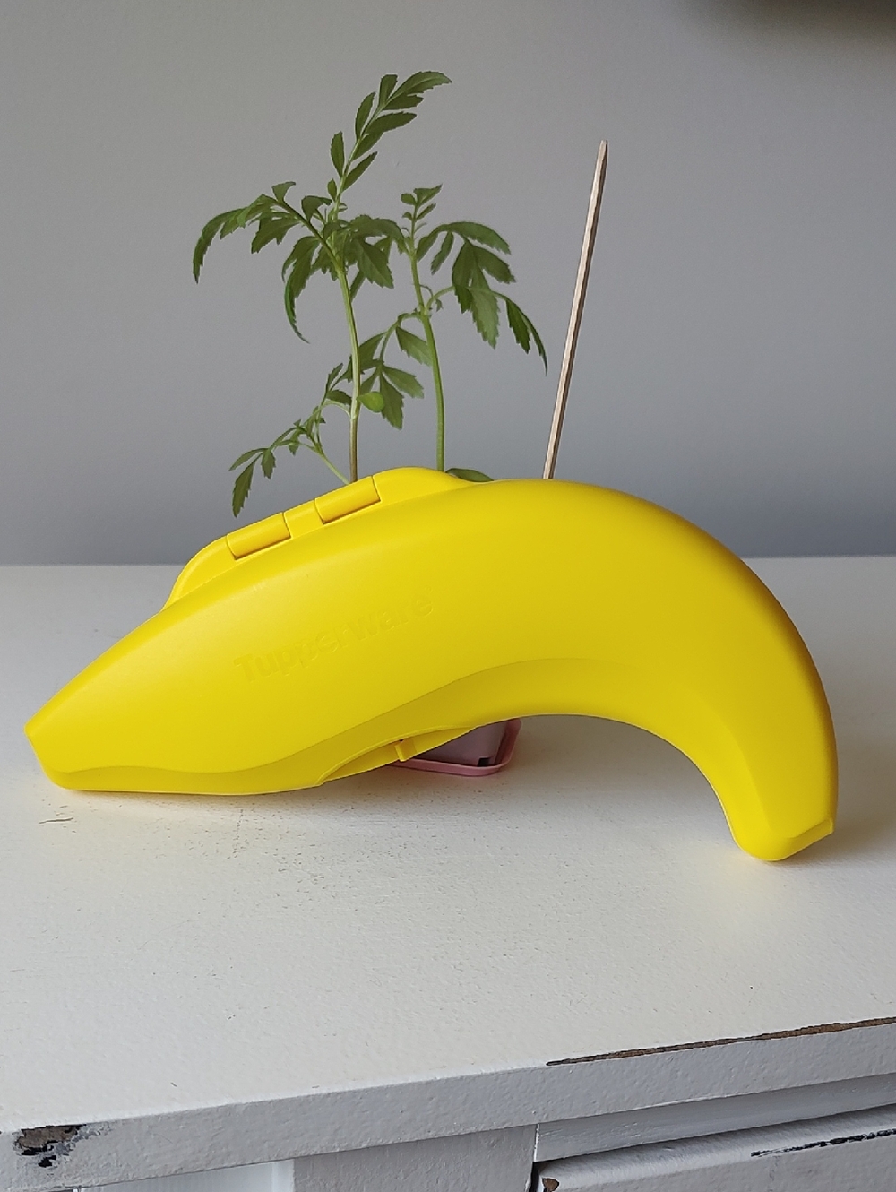 Tupperware Banana Keeper - Picture 3 of 5